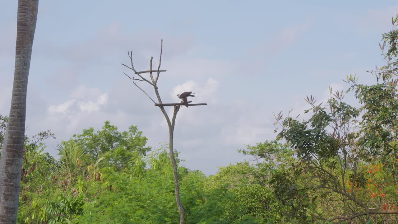 나가지 에 앉아 있는 브라흐미 나비, 인도네시아 - 추적