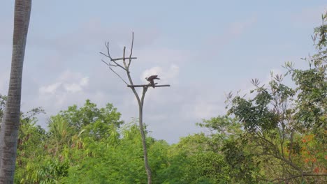 Cometa-Brahminy-Posada-En-Una-Rama,-Indonesia---Tiro-De-Seguimiento