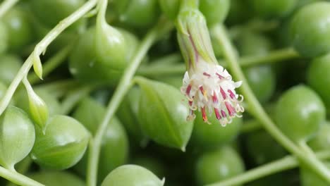 꽃이 있는 세네시오 로울레야누스 (senecio rowleyanus) 는 진주줄 또는 구슬줄로 알려져 있다.
