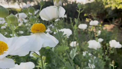 white matilja poppies in a park