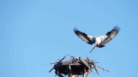 Fischadler-Fliegt-Zum-Nest-Und-Baut-Mit-Zweigen-Ein-Nest