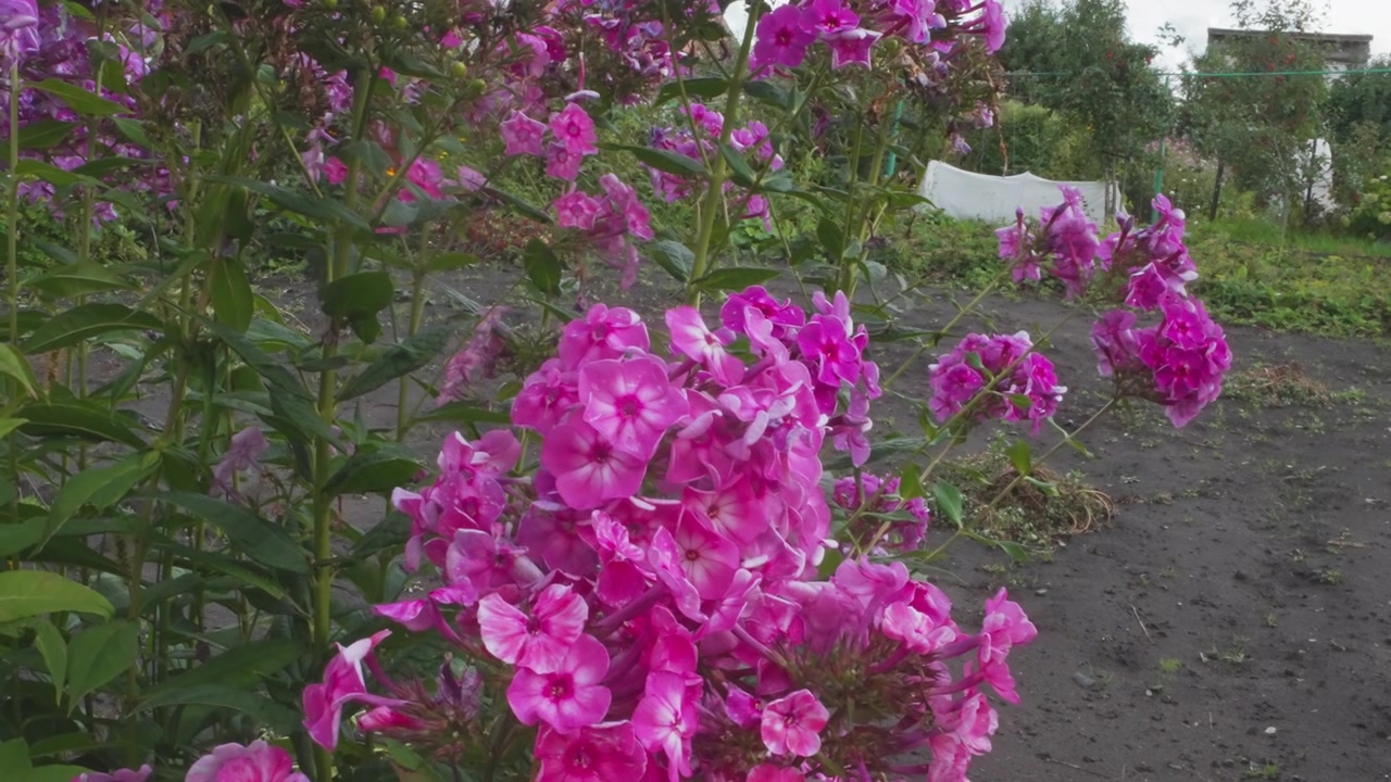 Vibrant Pink Phlox Flowers Swaying Gently in a Garden