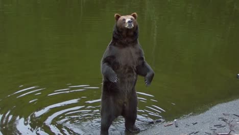 black bear standing up on the back legs by the river bank