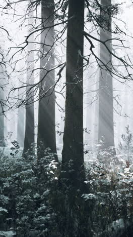 mystical foggy forest in winter