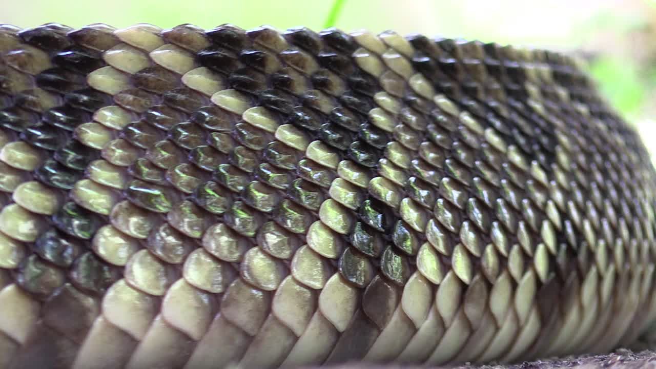 South American rattlesnake, Cascabel tropical, Crotalus durissus, closed up skin details, scales and perfect crawling movement