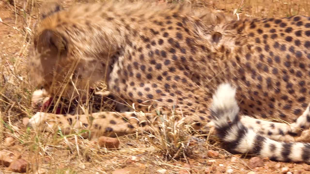 pan de patas traseras fuertes a guepardo comiendo carne roja fresca en las llanuras de áfrica