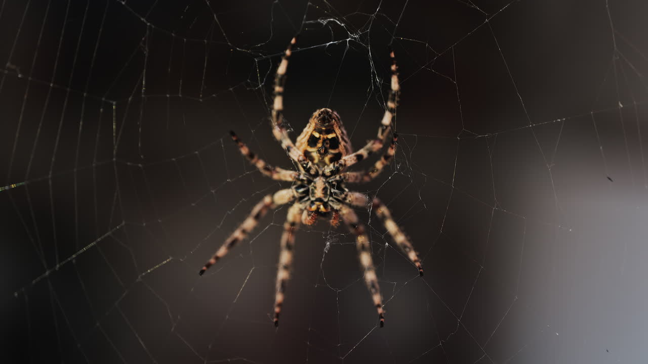 Close up of a spider sitting in its web, showing intricate details of its body and fine silk threads