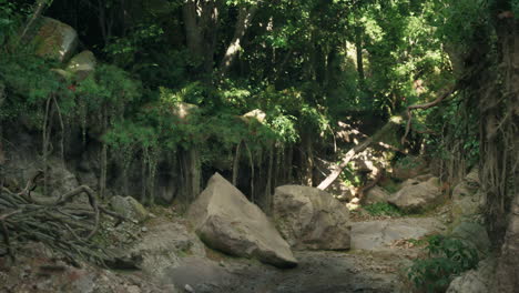 lush forest with creek