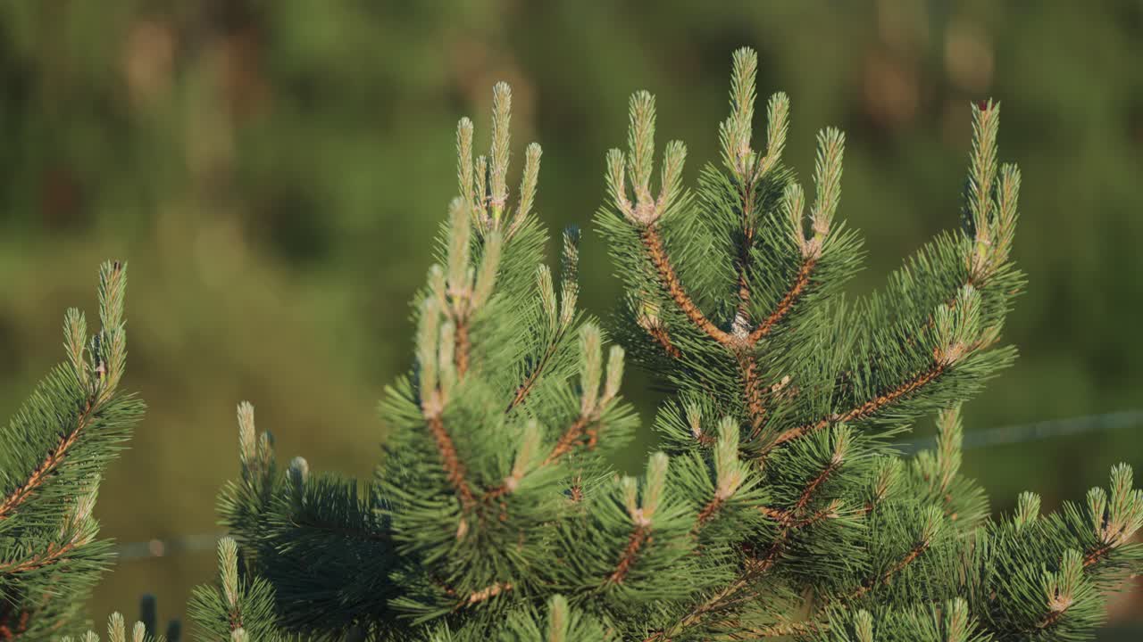 Close-up of Pine Tree Branches with New Growth in Spring