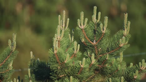 close-up of pine tree branches with new growth in spring