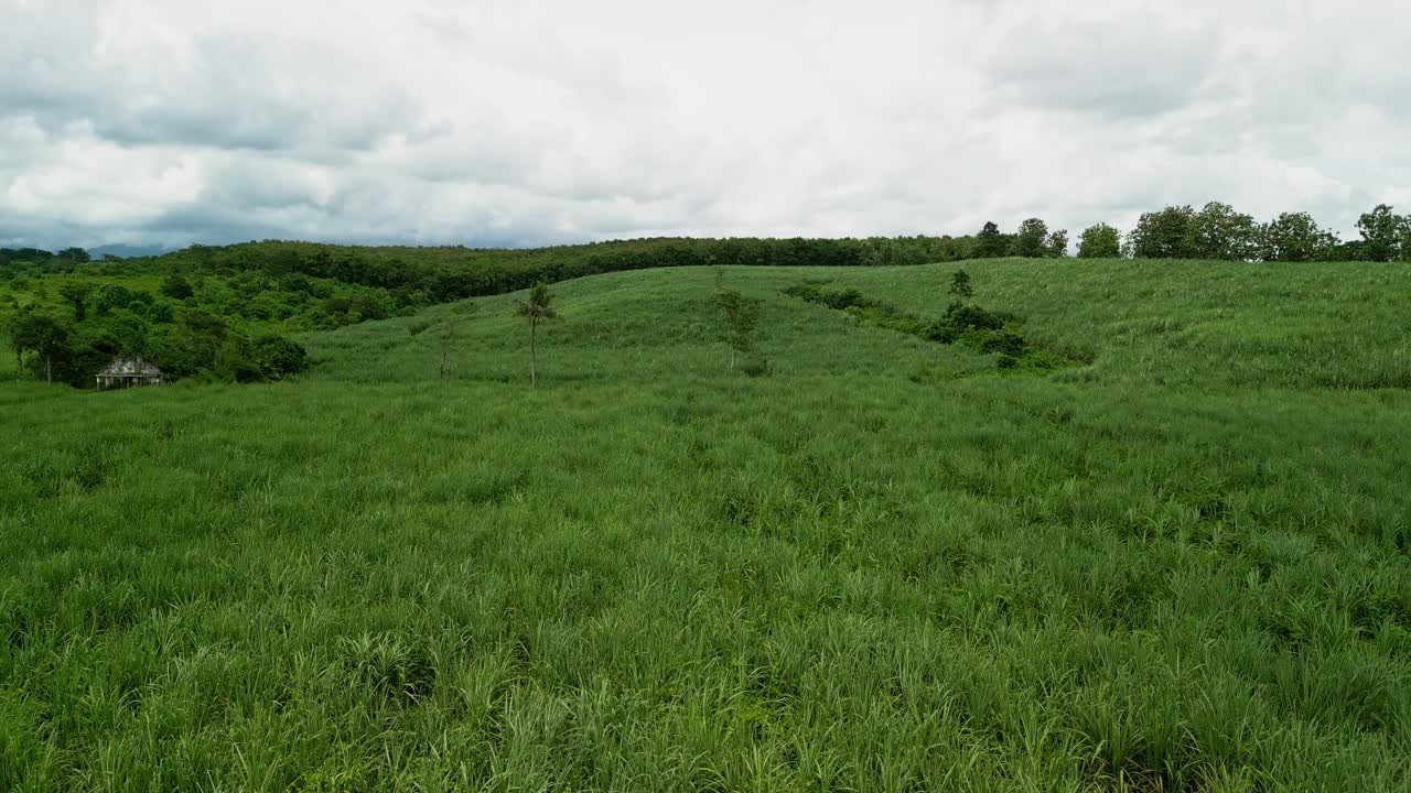 Imágenes aéreas sobre amplias plantaciones de caña de azúcar mostrando largas hileras de cultivos verdes y campos agrícolas organizados que se extienden por la campiña rural abierta de Indonesia