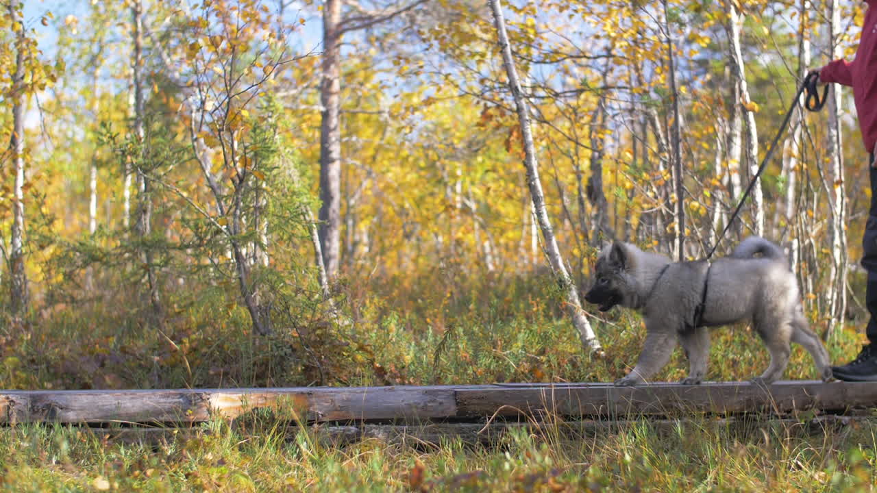 슬로우 모션으로 측면에서 촬영된 숲 속을 걷는 강아지