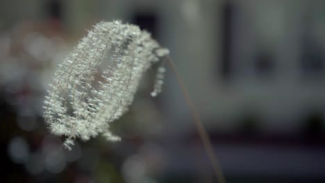 brown grassy plant blowing in the breeze, shot at 120 fps