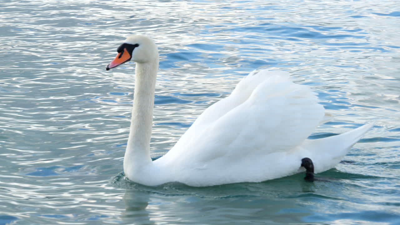 Close Up White Mute Swan in Lake