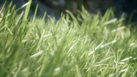 fresh-green-Grass-on-the-forest