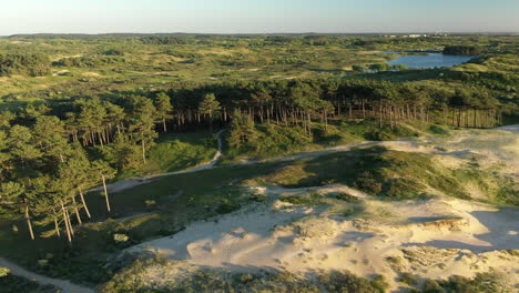 Fliegen-Tief-über-Bäume-Mit-Sonnenuntergang-Im-Nationalpark-Kennemerland