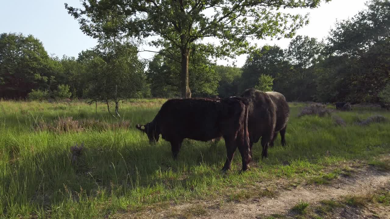 Mucca Highland che pascola in un paesaggio di brughiera viola nel Parco Nazionale De Meinweg, Paesi Bassi - 4k60