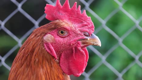 chicken inasal brushing sauce on chicken over fire on griller close up chicken inasal brushing sauce on chicken over fire on griller close up
