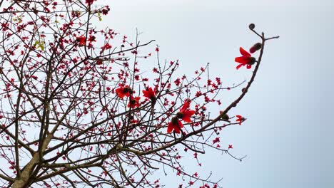 Marvel-at-the-natural-beauty-of-a-blooming-Shimul-tree-in-this-stunning-bottom-up-footage,-with-vibrant-red-flowers-that-create-a-striking-contrast-against-the-bright-blue-sky