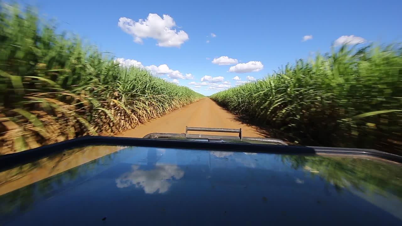 남부 콰줄루 나탈 지역에 있는 지마낙 개인 게임 보호 구역에서 여름 시즌에 게임 드라이브 차량이 사탕수수 밭을 향합니다.
