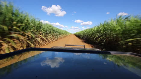 a game drive vehicle heads up a sugar cane field in the summer season at zimanag private game reserve in the kwazulu natal area of south