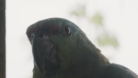 Close-Headshot-Of-Festive-Parrot-In-Shallow-Depth-Of-Field