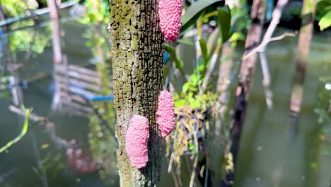 huevos rosados en el árbol junto al agua en bangkok