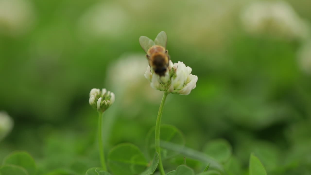 Macro of a honey bee collecting pollen from a small white flower