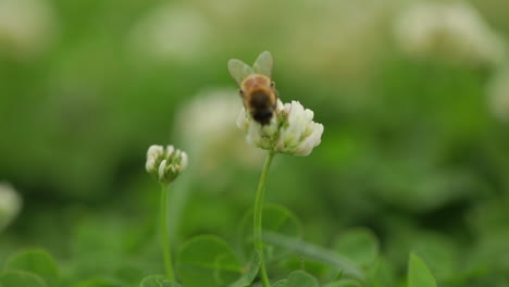 macro of a honey bee collecting pollen from a small white flower