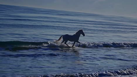 majestic white horse running through the ocean waves