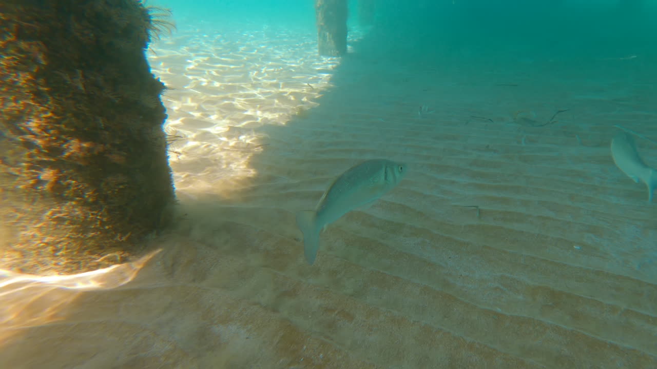 European seabass fish swimming under a pier bridge in the sea