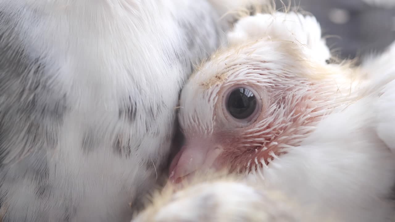 Baby Pigeon Closeup