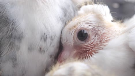 baby pigeon closeup