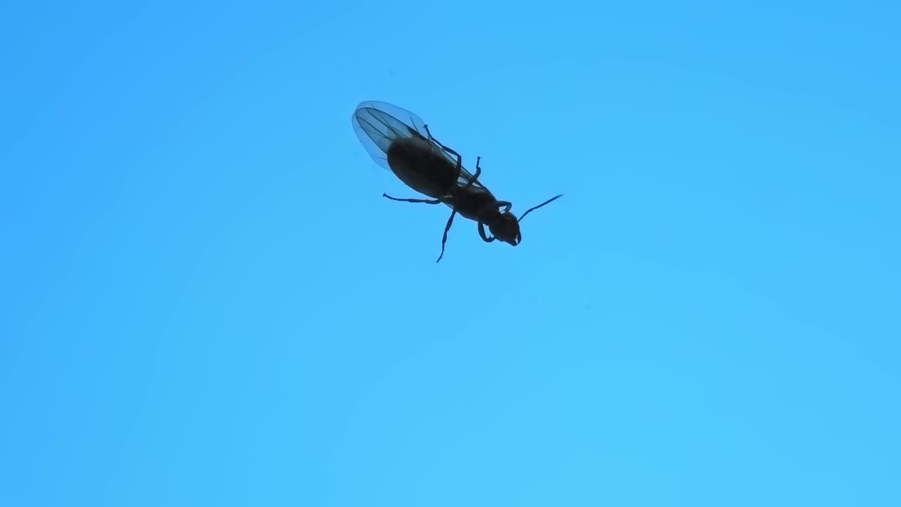 검은색 정원 개미의 날개 달린 여왕