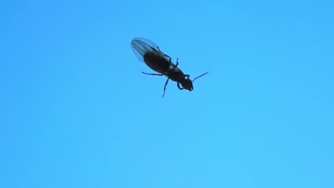 reina alada de una hormiga de jardín negra
