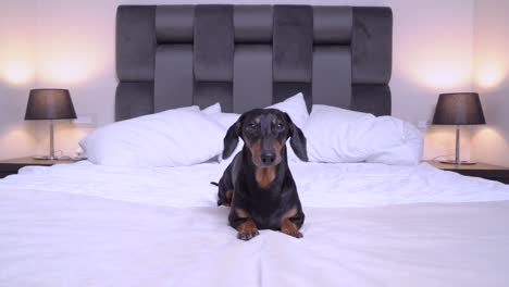 Obedient dachshund is enthusiastically performing commands down, sit, stand, wait, come, place, settle, bark, quiet, round and others. Dog is training basic and advanced commands, home schooling