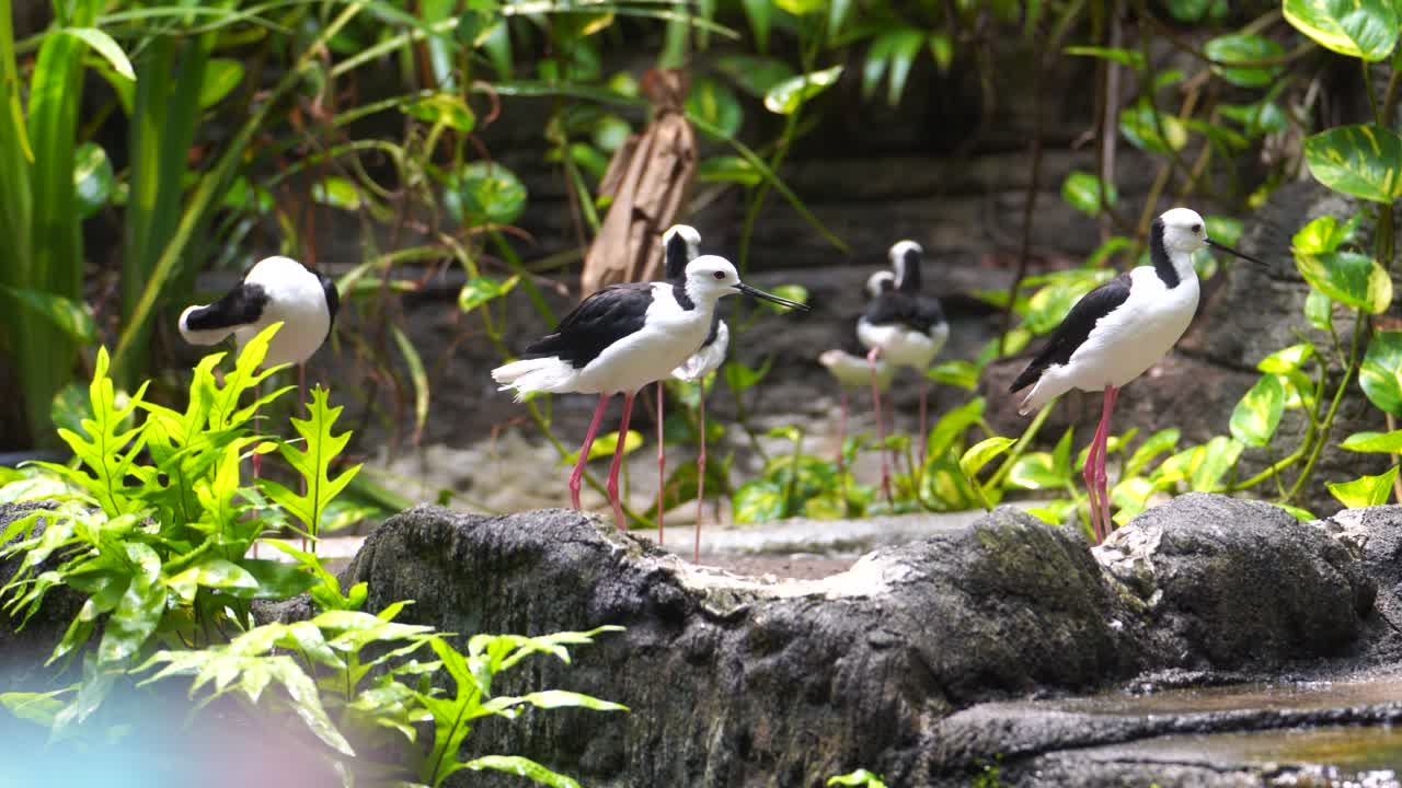 The Masked Pheasant (Vanellus miles), this bird is large, common and conspicuous in its native Australia, especially in the northern and eastern parts of the continent.