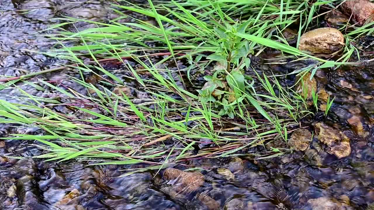 agua que fluye bajo la hierba cerca de la orilla de un río