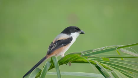 long-tailed shrike landing with caught insect prey in beak on palm plant leaf and eating bug