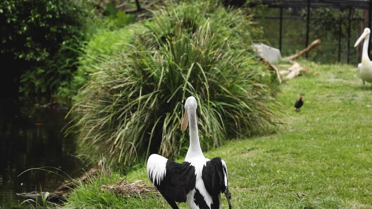 펠리칸은 물 근처로 이동합니다.