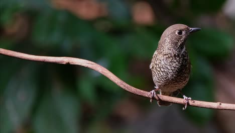 Camera-slides-to-the-right-and-zooms-out-to-show-this-bird-facing-to-the-right-perching-on-a-vine-in-the-forest,-White-throated-Rock-Thrush-Monticola-gularis,-Thailand