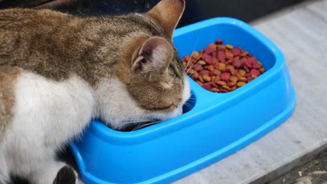 cat eating from a blue bowl