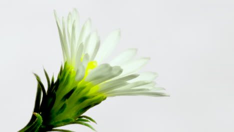 panicled aster