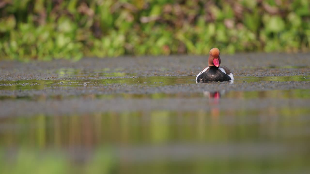 el macho adulto de la especie netta rufina