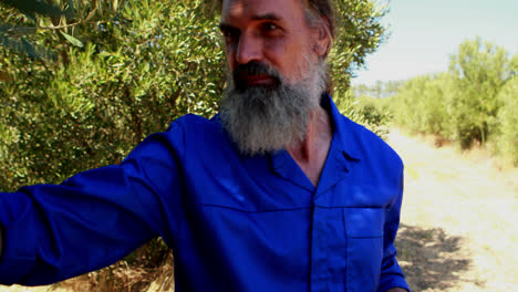 hombre examinando aceitunas en vinagre en la granja 4k