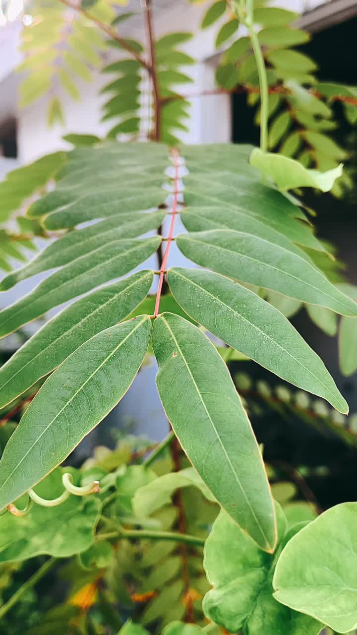 primer plano de una planta con hojas verdes vibrantes
