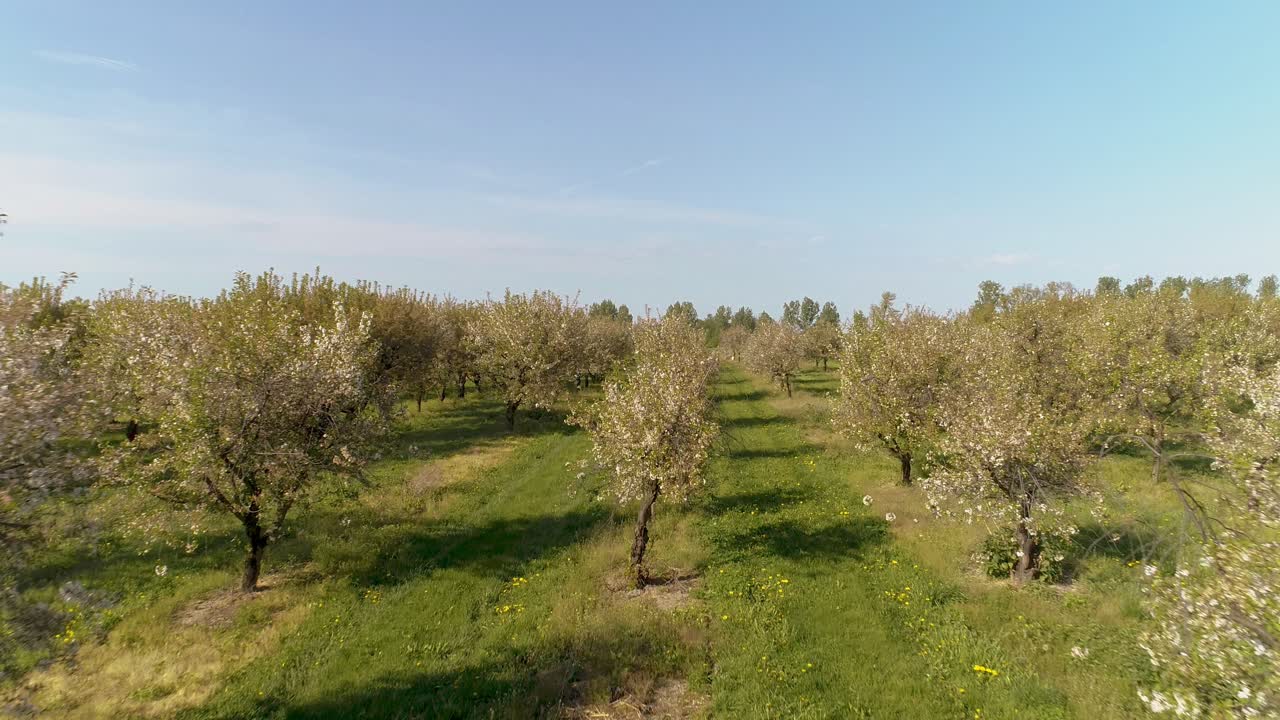 huerto de manzanas en agosto brote aéreo 13