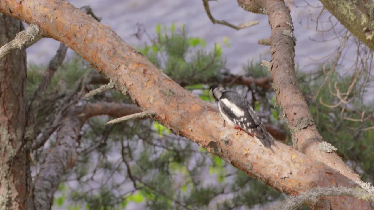 먹이를 찾는 나무에 있는 큰 반점이 있는 나무 ⁇ 새 (dendrocopos major) 는 중간 크기의 나무 ⁇ 새로 검은색과  ⁇ 색의  ⁇ 털과 아래 배에  ⁇ 은색 반점이 있습니다.