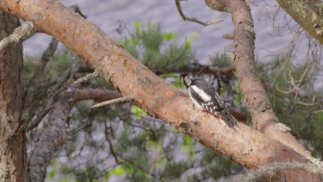 Great-spotted-woodpecker-bird-on-a-tree-looking-for-food.-Great-spotted-woodpecker-(Dendrocopos-major)-is-a-medium-sized-woodpecker-with-pied-black-and-white-plumage-and-a-red-patch-on-the-lower-belly