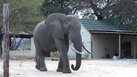 an african elephant bull with impressively large tusks walks through a small village